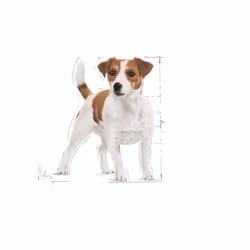 Royal Canin 3182550793124 Alimentation sèche pour chiens 800 g Adulte Maïs, Volaille