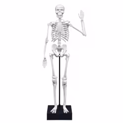 Buki Squelette 45 cm - Vue supplémentaire 3