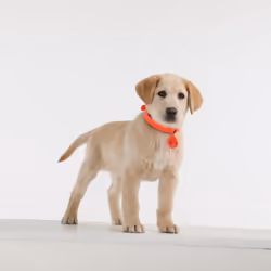 Chasse-Tique Pro pour Chien - Détecteur de Puces Électronique - Vue supplémentaire 5