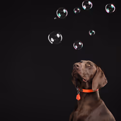 Chasse-Tique Pro pour Chien - Détecteur de Puces Électronique - Vue supplémentaire 6